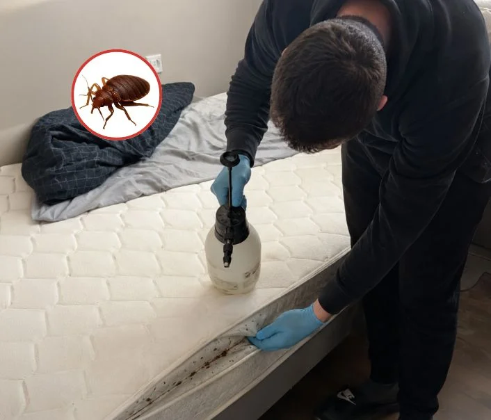 Technicien traitant un matelas contre les punaises de lit à Leuville-sur-Orge